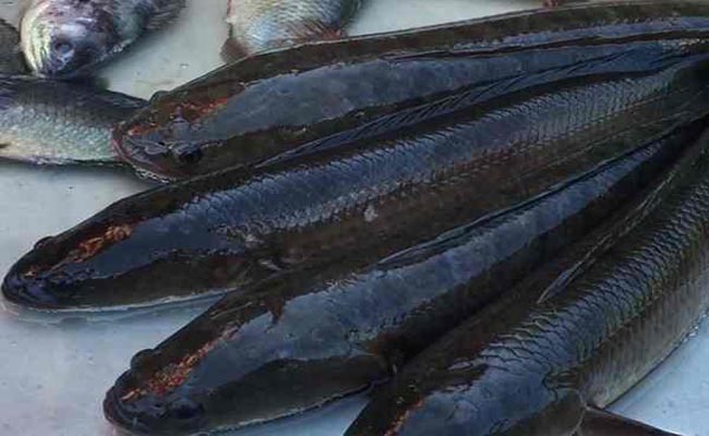 Chiêm bao mơ cá lóc có màu đen Chiêm bao mơ cá lóc có màu đen