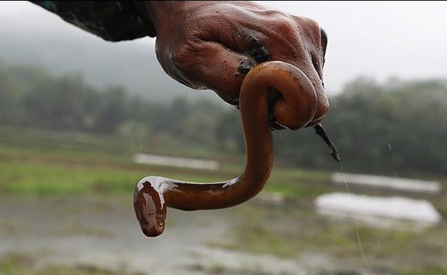 Điềm báo khi ngủ mơ thấy bị lươn cắn Điềm báo khi ngủ mơ thấy bị lươn cắn