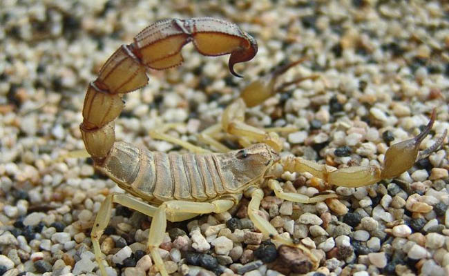 Hiện tượng nằm mơ thấy bò cạp cắn Hiện tượng nằm mơ thấy bò cạp cắn