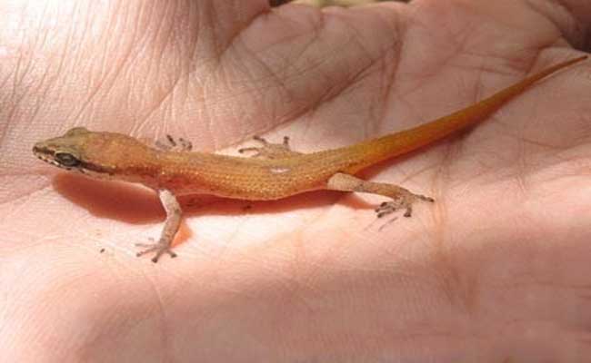 Hiện tượng nằm mơ thấy thằn lằn bò lên người Hiện tượng nằm mơ thấy thằn lằn bò lên người