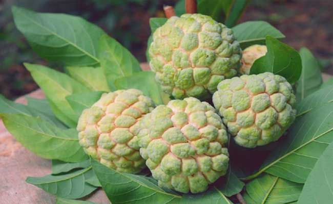 Lý giải giấc mơ quả na đang mở mắt Lý giải giấc mơ quả na đang mở mắt