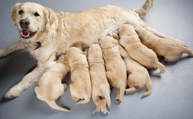 Mơ thấy 1 đàn chó con Mơ thấy 1 đàn chó con