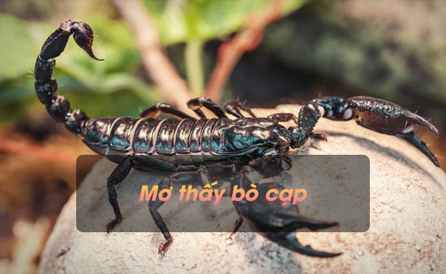 Mơ thấy bò cạp có ý nghĩa gì? Đánh con số nào thắng lớn?