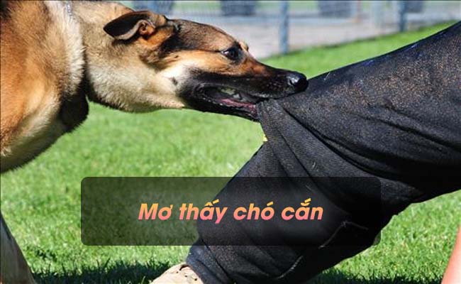 Ngủ mơ thấy chó cắn có ý nghĩa gì? Điềm báo lành hay dữ