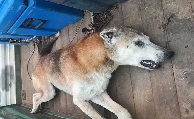 Mơ thấy chó chết nên đánh số mấy chắc ăn Mơ thấy chó chết nên đánh số mấy chắc ăn