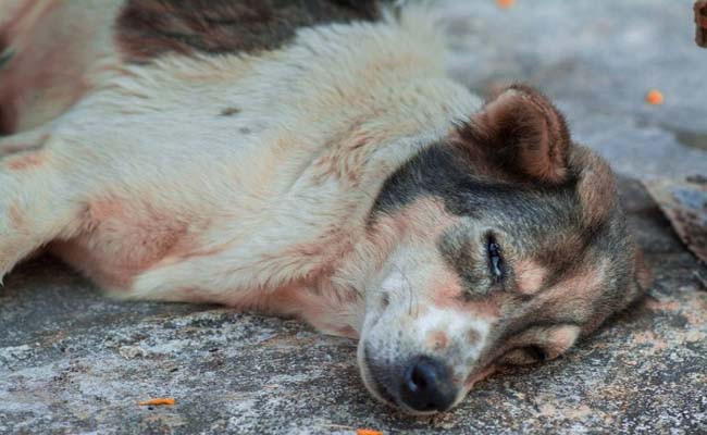 Mơ thấy chó chết ngoài đường Mơ thấy chó chết ngoài đường