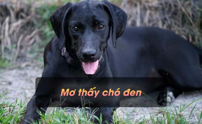 Giải mã bí ẩn điềm báo khi nằm mơ thấy chó đen, chó mực