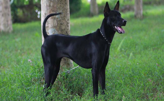 Mơ thấy chó đen đánh con gì may mắn? Mơ thấy chó đen đánh con gì may mắn?