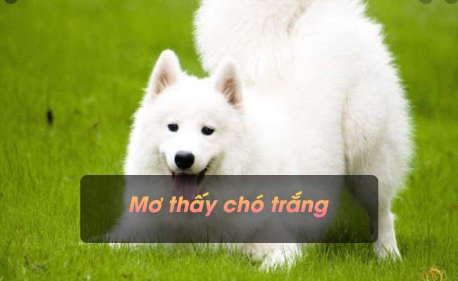 Giải mã giấc mơ thấy chó trắng – Đánh con gì chắc ăn nhất?