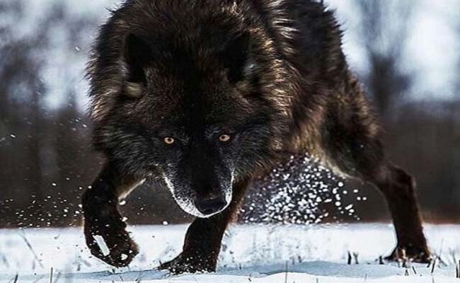 Mơ thấy một con chó sói màu đen Mơ thấy một con chó sói màu đen