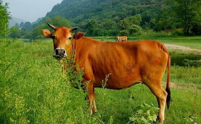 Nằm mơ thấy bò đánh con gì dễ trúng Nằm mơ thấy bò đánh con gì dễ trúng