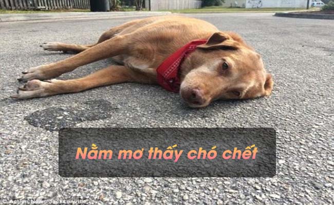 Nằm mơ thấy chó chết báo hiệu điều gì? Nên đánh con gì trúng lớn?