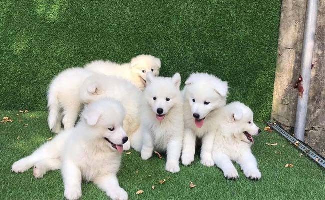 Nằm mơ thấy chó con nên đánh con gì dễ trúng? Nằm mơ thấy chó con nên đánh con gì dễ trúng?