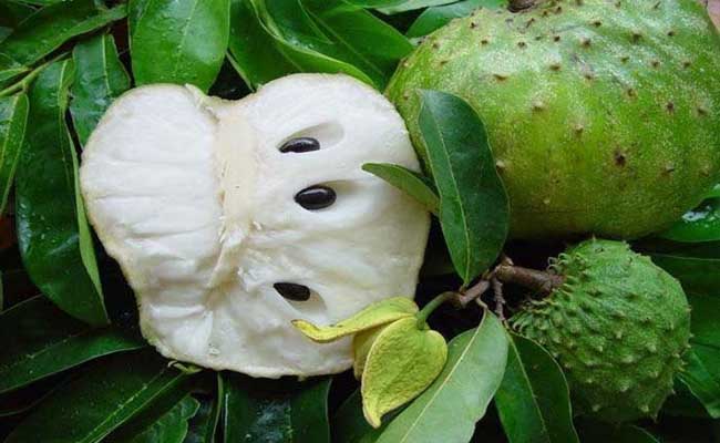 Nằm mơ trái mãng cầu xiêm Nằm mơ trái mãng cầu xiêm