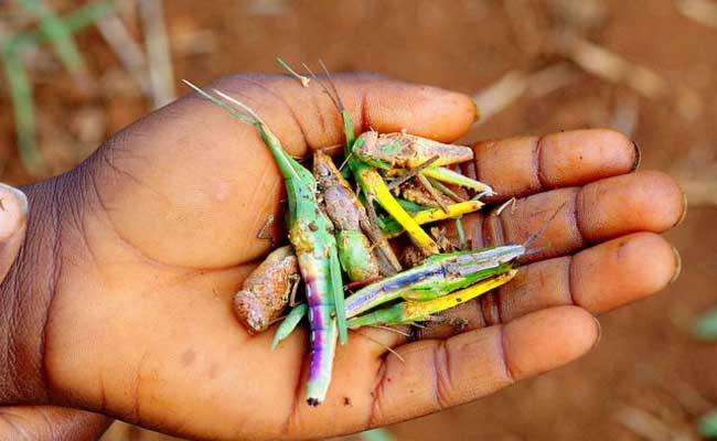 Nằm ngủ mơ mình đang ăn châu chấu Nằm ngủ mơ mình đang ăn châu chấu