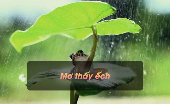 Ngủ mơ bắt được ếch Ngủ mơ bắt được ếch