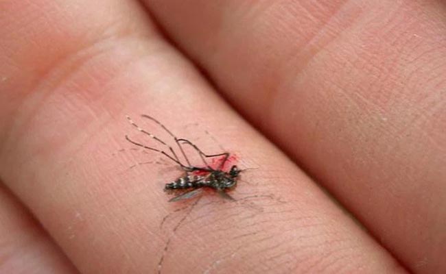 Ngủ mơ thấy đang giết muỗi Ngủ mơ thấy đang giết muỗi