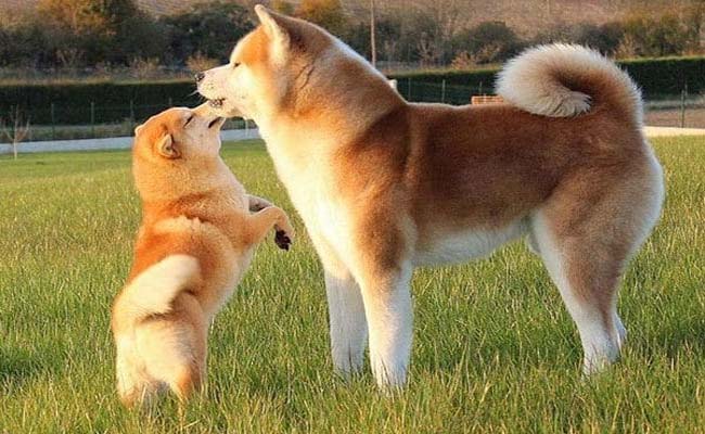 Những con số may mắn khi mơ chó vàng Những con số may mắn khi mơ chó vàng