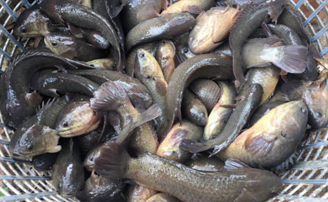 Ý nghĩa giấc mơ cá rô đồng Ý nghĩa giấc mơ cá rô đồng