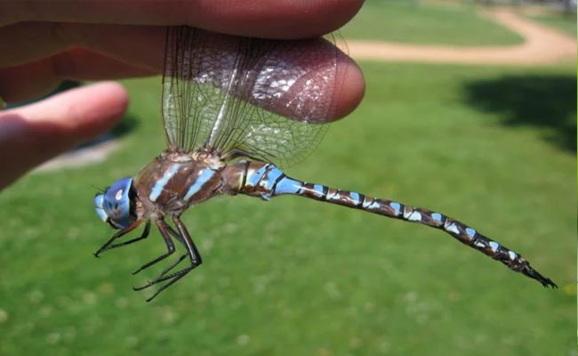 Ý nghĩa giấc mơ thấy côn trùng bay vào nhà Ý nghĩa giấc mơ thấy côn trùng bay vào nhà