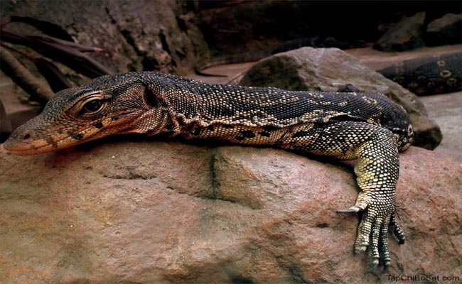 Ý nghĩa giấc mơ thấy đánh chết kỳ đà Ý nghĩa giấc mơ thấy đánh chết kỳ đà