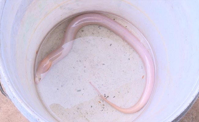 Ý nghĩa giấc mơ thấy lươn có màu trắng Ý nghĩa giấc mơ thấy lươn có màu trắng