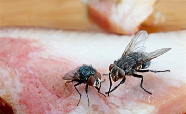 Ý nghĩa giấc mơ thấy ruồi đậu trên thức ăn Ý nghĩa giấc mơ thấy ruồi đậu trên thức ăn