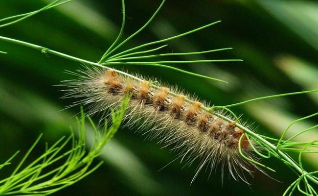 Ý nghĩa giấc mơ thấy sâu lông Ý nghĩa giấc mơ thấy sâu lông