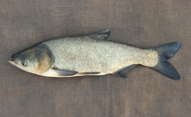 bạn mơ cá mè đánh con gì cho rực rỡ bạn mơ cá mè đánh con gì cho rực rỡ