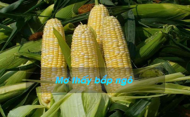 Ngủ mơ thấy bắp ngô có điềm báo gì? Đánh con gì trúng lớn?