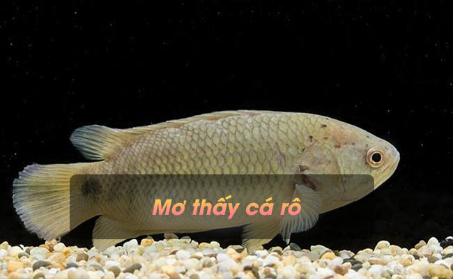 Luận giải giấc mơ thấy cá rô – Nên đánh con gì thắng lớn?