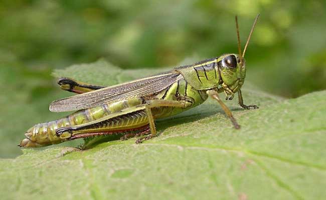 mơ thấy châu chấu đánh đề con gì chắc nhất mơ thấy châu chấu đánh đề con gì chắc nhất