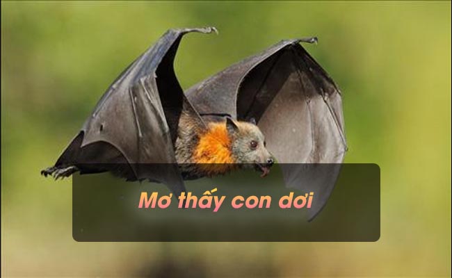 Giải mã giấc mơ thấy con dơi – Đánh những con số nào chắc ăn nhất?