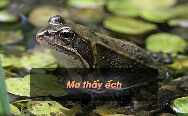 Ngủ mơ thấy ếch có ý nghĩa gì? Đánh con gì trúng lớn?