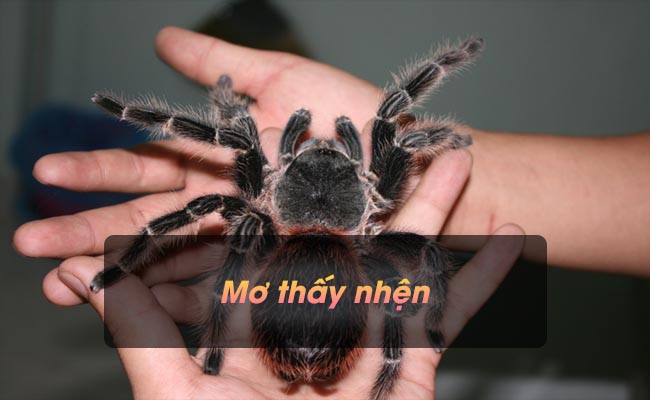 Mơ thấy nhện – Có đen hay không và đánh con gì dễ trúng