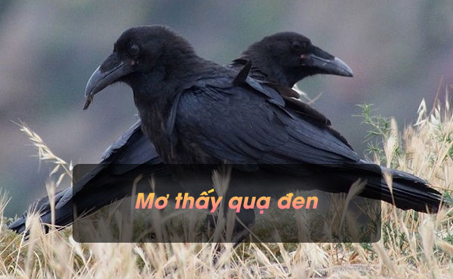 Nằm mơ thấy quạ đen có điềm báo gì? Đánh con gì may mắn?
