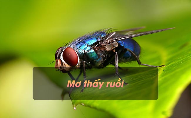 Ý nghĩa giấc mơ thấy ruồi – Nên chọn đánh con số nào?