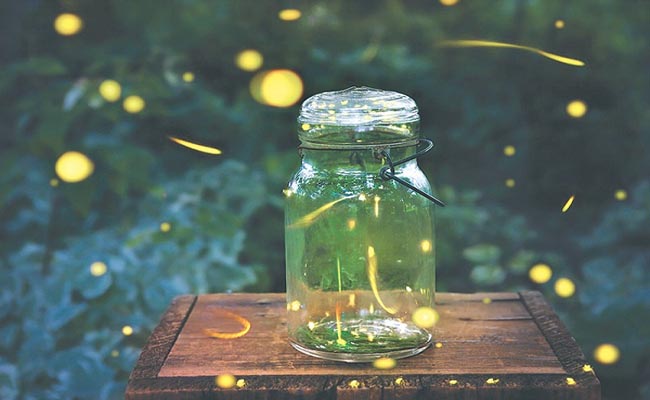 nằm mơ đom đóm xuất hiện vào ban ngày nằm mơ đom đóm xuất hiện vào ban ngày