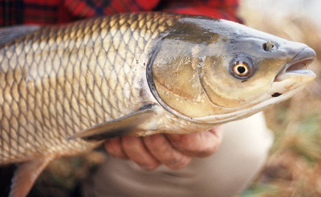 nằm mơ thấy cá trắng đánh con gì may mắn nhất nằm mơ thấy cá trắng đánh con gì may mắn nhất