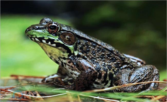 nằm mơ thấy ếch đánh con gì trúng lớn nằm mơ thấy ếch đánh con gì trúng lớn