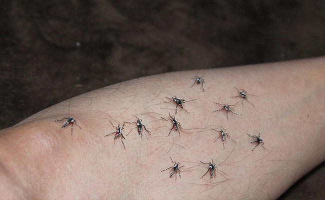 nằm mơ thấy muỗi đánh con gì chắc thắng nằm mơ thấy muỗi đánh con gì chắc thắng