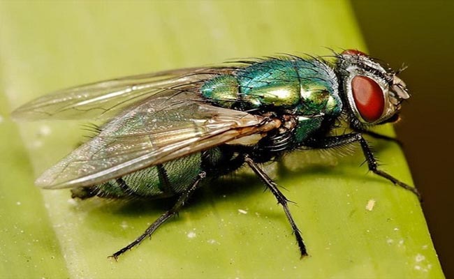 nằm mơ thấy ruồi đánh con gì may mắn nằm mơ thấy ruồi đánh con gì may mắn