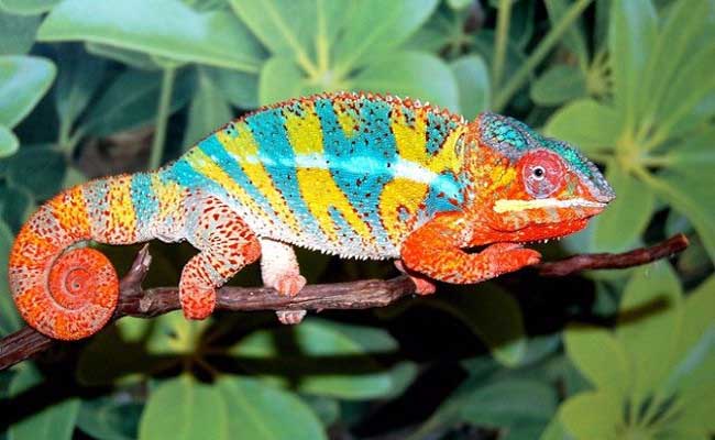 nằm mơ thấy tắc kè đánh con gì chắc thắng nằm mơ thấy tắc kè đánh con gì chắc thắng