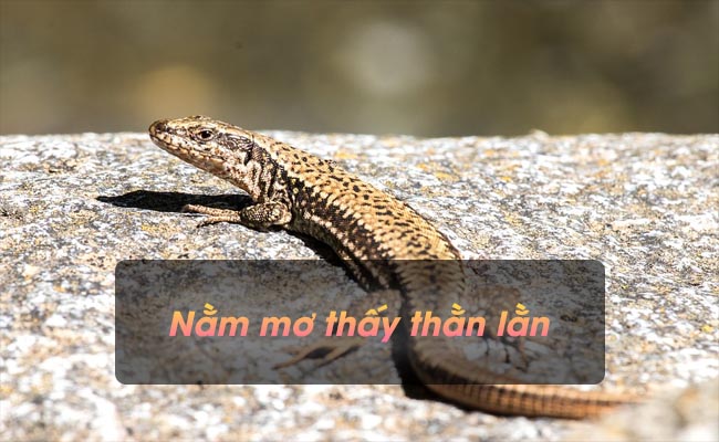 Nằm mơ thấy thằn lằn – Báo hiệu cho bạn điều gì và mang ý nghĩa gì