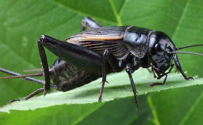 ngủ mơ thấy côn trùng nên hạ số đề số nào ngủ mơ thấy côn trùng nên hạ số đề số nào