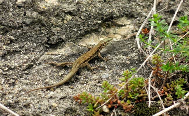 ngủ mơ thấy thằn lằn đánh con gì chắc ăn nhất ngủ mơ thấy thằn lằn đánh con gì chắc ăn nhất